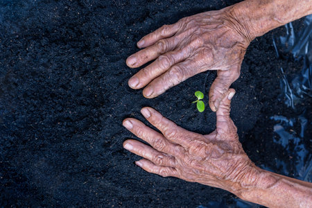 Woman's senior hands show beautiful little green tree plants or young plants preparing for planting in abundance soil for agriculture. Care of Environment. Ecology conceptの写真素材