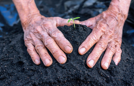 Woman's senior hands show beautiful little green tree plants or young plants preparing for planting in abundance soil for agriculture. Care of Environment. Ecology conceptの写真素材