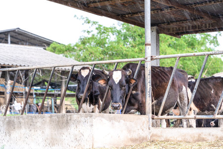 Close up of feeding cows in cowshed on dairy farm in countryside of Thailand. Black and white cows eating hay in the stable during waiting milking at barn stalls. Livestock and agriculture conceptの写真素材