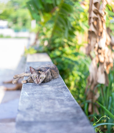 Cute cat enjoying his life outdoors and looking at the camera on green backgrounds. Selective focus...