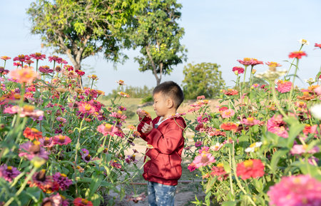 Little boy wearing a red long-sleeve shirt Who is happy to stand and play in the middle of a field of colorful flowers.の写真素材