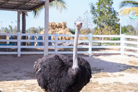 Close-up of ostrich outdoors. Ostrich looking at camera