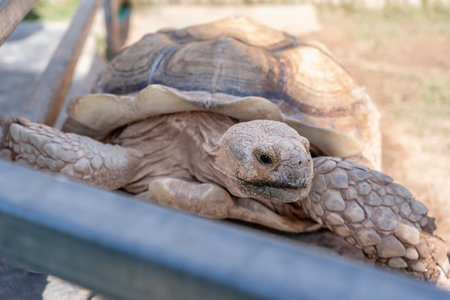 Close-up of big tortoise on the grass-one of the largest tortoises in the world. Huge reptiles...