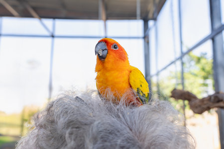 Close-up of senior woman's head with a colorful Sun Conure parrot bird sitting on her head. Ideal...
