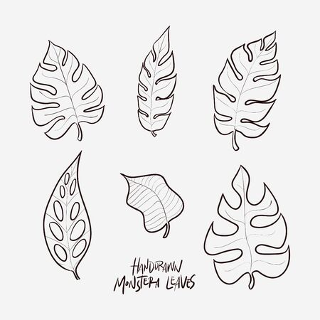 Hand drawn monstera leavesのイラスト素材