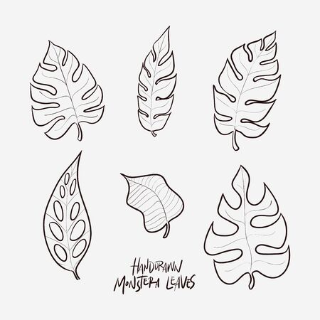 Hand drawned monstera leaves in black and white lineart style. Best for nature themed artworks.のイラスト素材