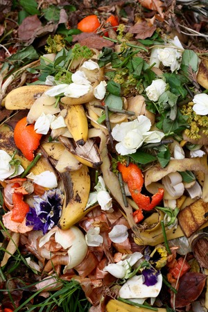 Fresh bio-waste and compost in the garden with white roses