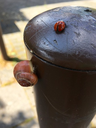 Three small animals (slug, greenfly and ladybird) on a metal pole