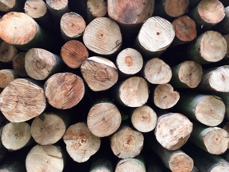 Stacked tree trunks for timber industryの写真素材