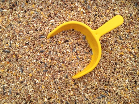 Chicken feed with yellow shovelの写真素材