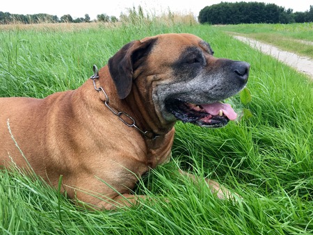 Boerboel, south african mastiff on a meadowの写真素材