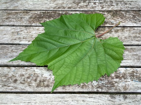 Wine leaf on wooden background in closeup