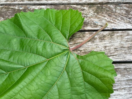 Wine leaf on wooden background in closeupの写真素材