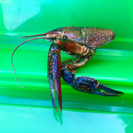 Pincers of a red swamp crayfish (Procambarus clarkii) with red points in closeupの写真素材