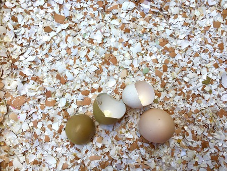 Many small pieces of broken eggshells