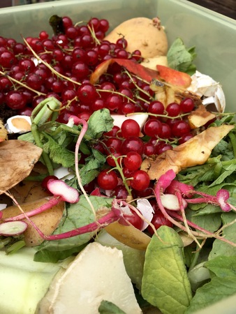 Fresh organic rubbish with currants in a small plastic bucket