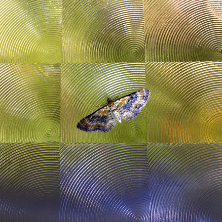 Beautiful night butterflyの写真素材