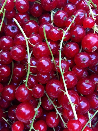 High angle view of fresh red currants