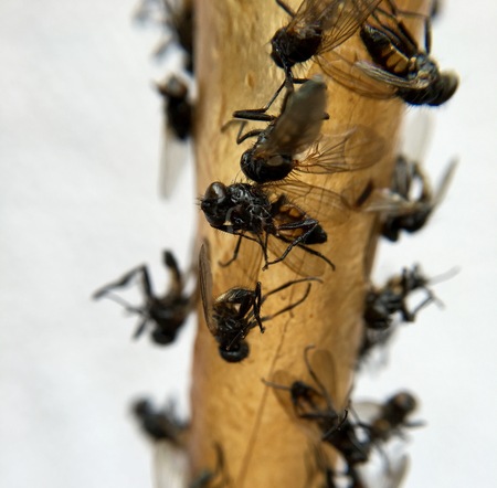 Dead flies on a flycatcher in closeupの写真素材