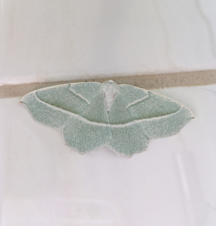 Beautiful night butterfly (Campaea margaritaria) with emerald green colorの写真素材