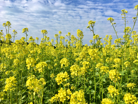 Rapeseed field in bright yellow in summerの写真素材