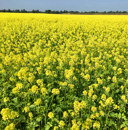 Rapeseed field in bright yellow in summer