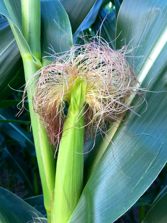 Maize on fieldの写真素材