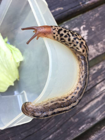 Large adult Limax maximusの写真素材