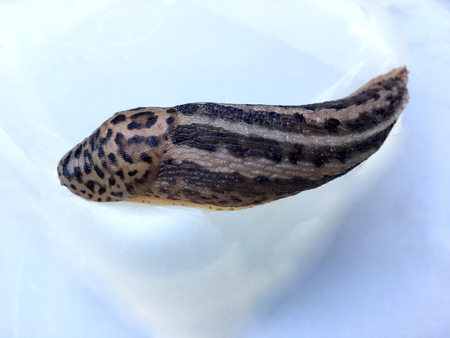 Large adult Limax maximusの写真素材