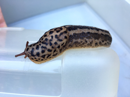 Large adult Limax maximusの写真素材