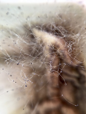 Cream cheese overgrown with fungi food in extreme closeupの写真素材