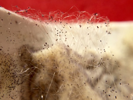 Cream cheese overgrown with fungi food in extreme closeupの写真素材