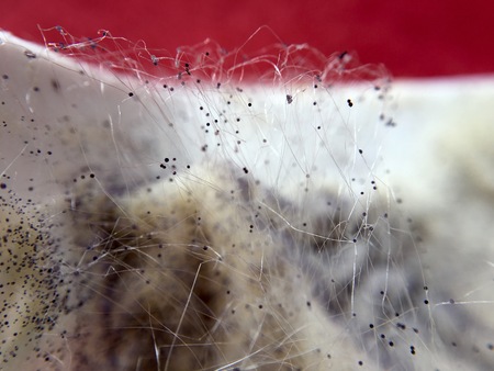 Cream cheese overgrown with fungi food in extreme closeupの写真素材