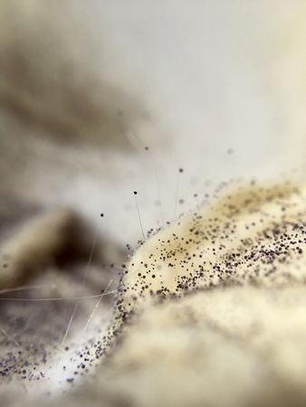 Cream cheese overgrown with fungi food in extreme closeupの写真素材