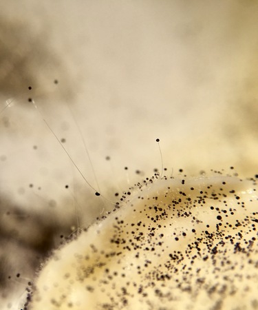 Cream cheese overgrown with fungi food in extreme closeupの写真素材