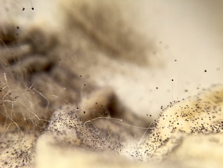 Cream cheese overgrown with fungi food in extreme closeup