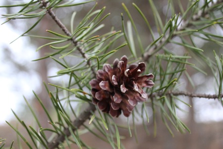 Pinecone in the springの写真素材