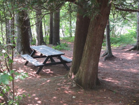 Picnic table in the forest       の写真素材