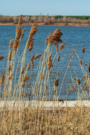 Dry standing reeds against the background of water. Feather grass brushes bending from the wind near the blue water on the shore. High quality photoの写真素材