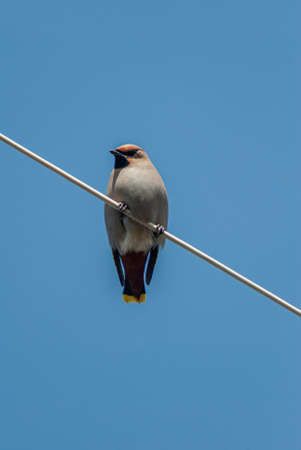 A waxwing sitting on an electrical wire. Against the background of the blue sky, the view from below...