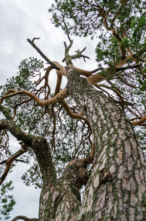 A crooked pine tree against a background of clouds. A tree with a dry crown and green branches standing in the grass against a background of gray clouds. High quality photoの写真素材