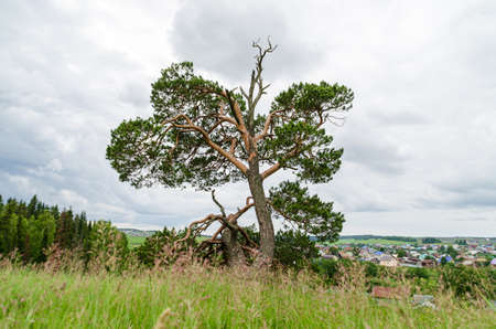 A crooked pine tree against a background of clouds. A tree with a dry crown and green branches...