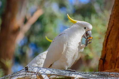 White parrot feeding themselves in a forest
