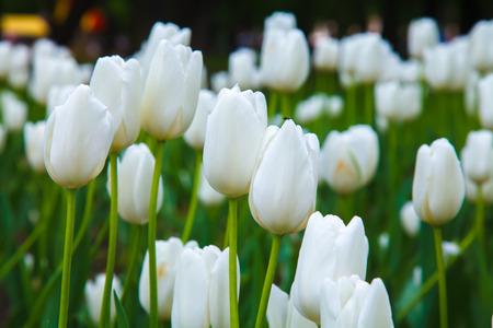 Beautiful festive white tulips. Spring flower bouquet tulips for congratulations dear people. The feast and gifts.の写真素材