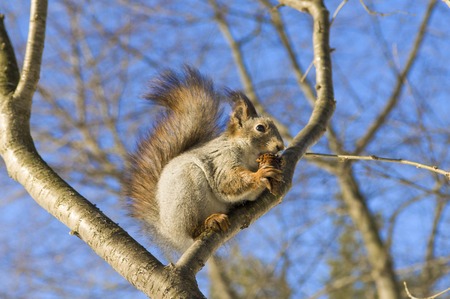 Squirrel eating nuts. Squirrel in the winter in wildlife. Squirrel eats pine nuts. Squirrel on naked...