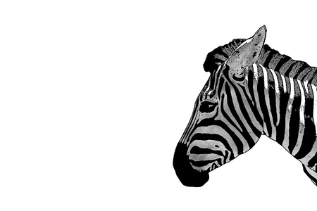 Of a zebra head. Horse Zebra isolated on white background. Mammals are animals. Herbivorous African animals.の写真素材