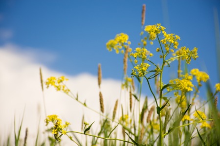 Green grass and flowers against a pure blue sky. Background of grass and sky. Summer panorama of...