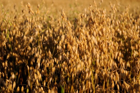 Background spikes ripe oats. Ripe oats. Autumn, Yellow field with ears of oats. Panorama of nature....