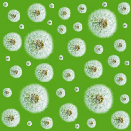 Background with white fluffy dandelions on the green. Wallpapers for the decoration of cloths and textiles.の写真素材