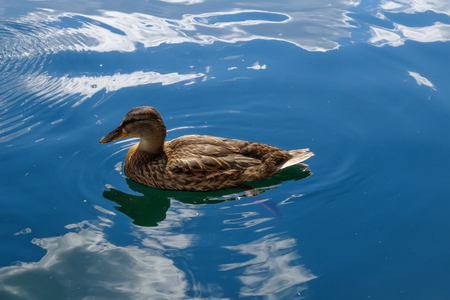 Feeding the ducks on the water.の写真素材